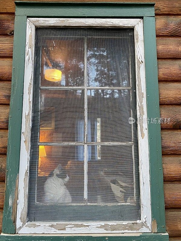 小屋的猫