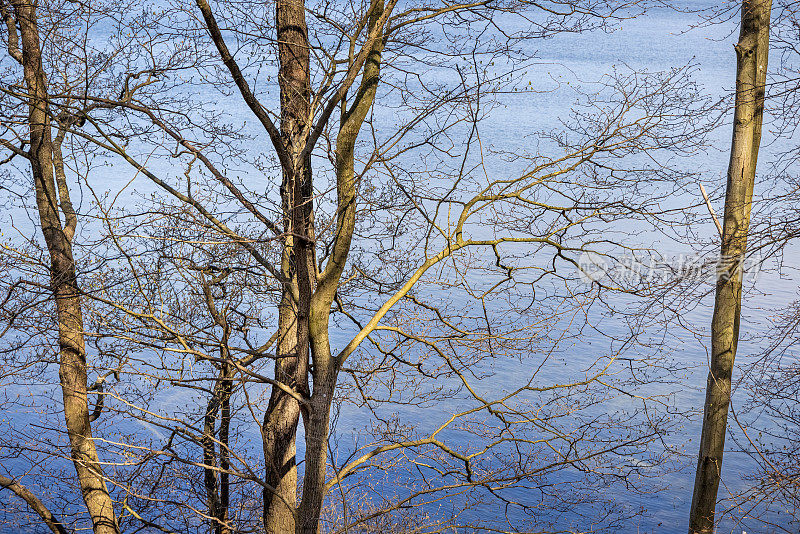 一棵早春的山毛榉树，背景中有一个湖