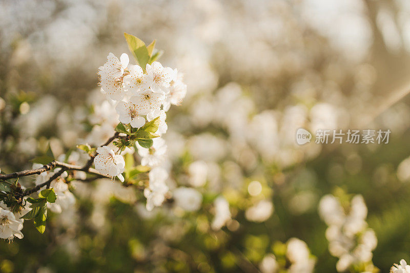 近距离的树上绽放着花朵