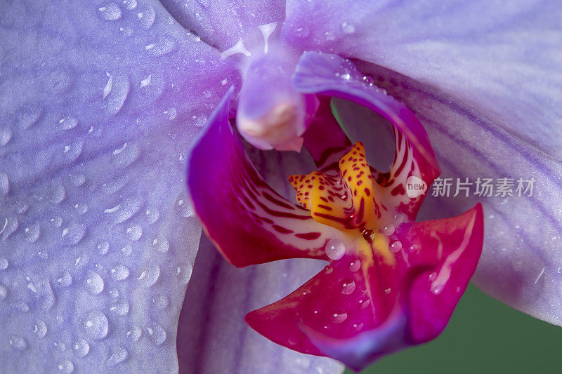 兰花花与雨滴特写