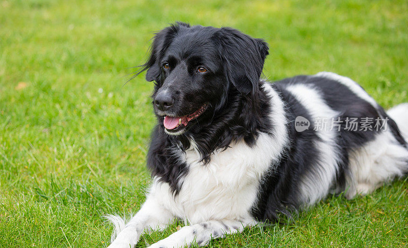 一只成年雌斯塔比霍恩犬的肖像，在草地上休息