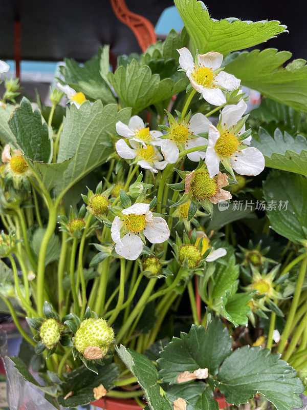 塑料花盆里的草莓植物有白色的花和绿色的叶子，聚焦前景