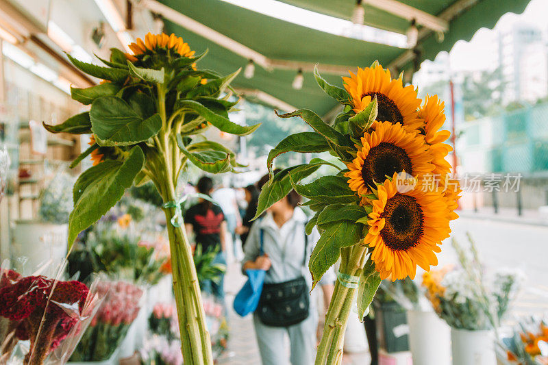 中国香港花卉市场出售的向日葵