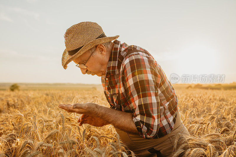 一位正在密切观察小麦的资深农民