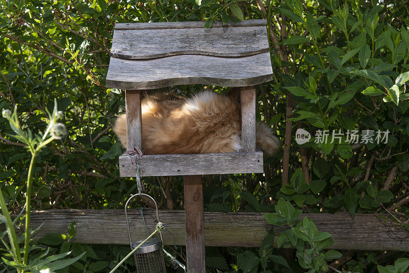 猫在鸟桌上