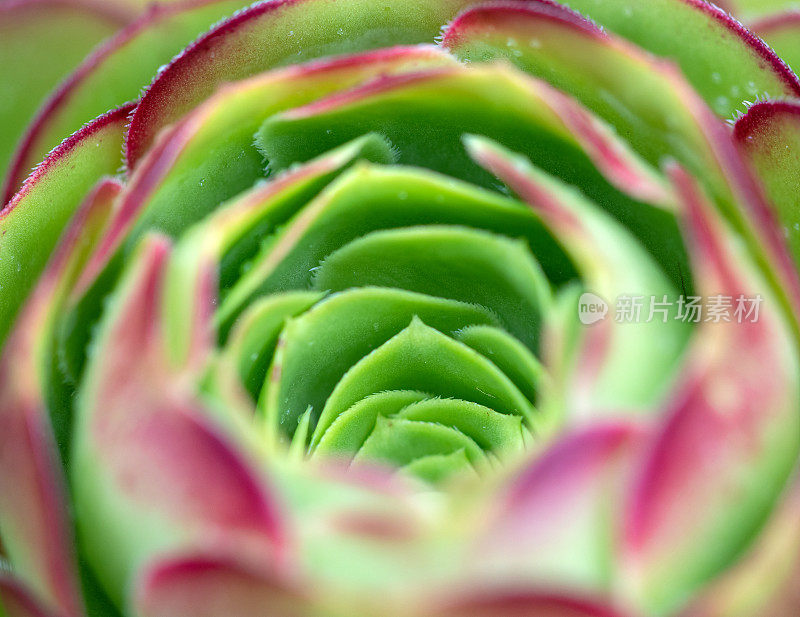 雄蕊的Aeonium