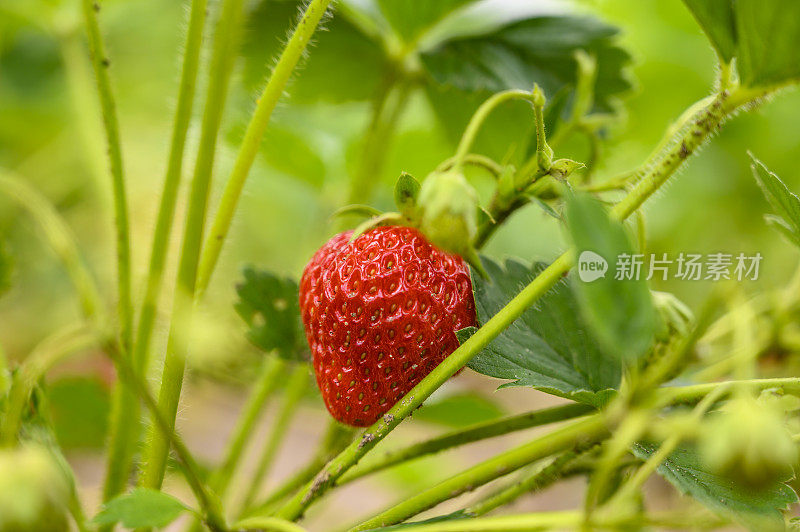 夏天在有机蔬菜园里种植的新鲜草莓。