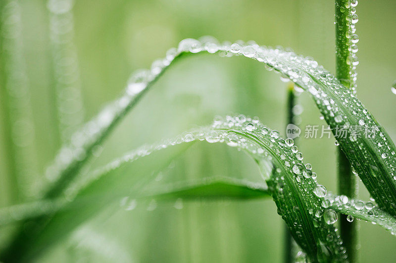 雨后的水滴