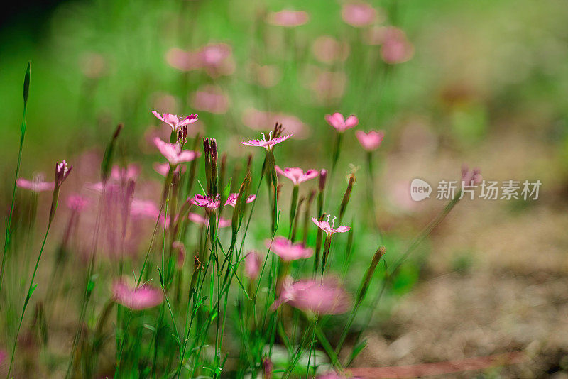 粉红野小花