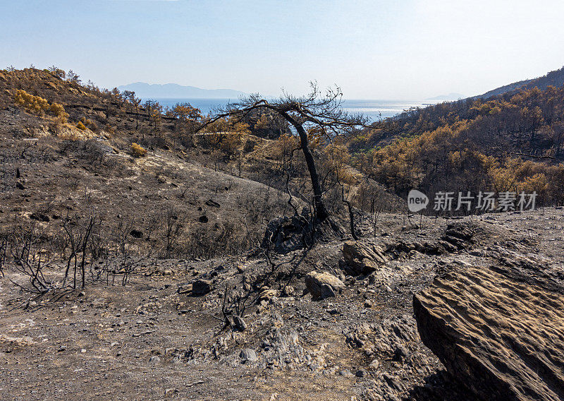 森林火灾后的环境破坏