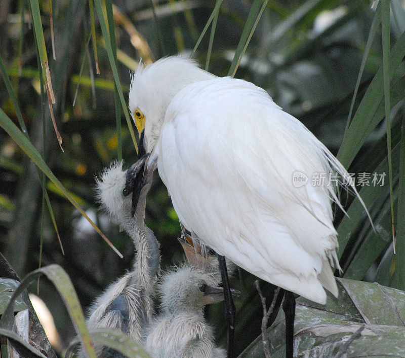 鸟类-佛罗里达-饥饿的雪鹭雏鸟正在被喂食的鸟巢的极端近距离拍摄