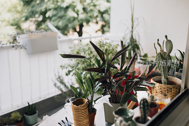 爱好园艺:阳台上的桌子上放着各种盆栽植物