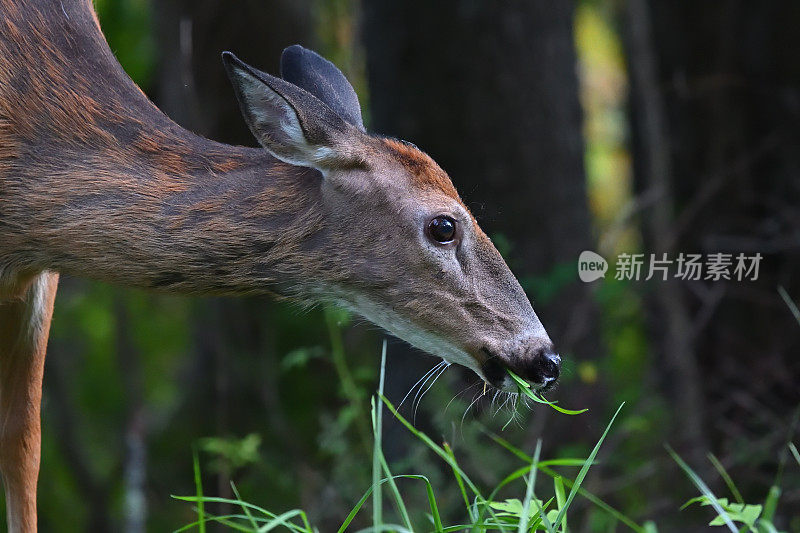 白尾鹿吃草