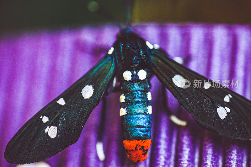圆点黄蜂蛾，大自然中美丽的彩色昆虫