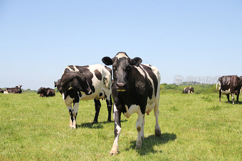 当其他牛群在草地上吃草时，一只黑白相间的大奶牛站在那里看着镜头。