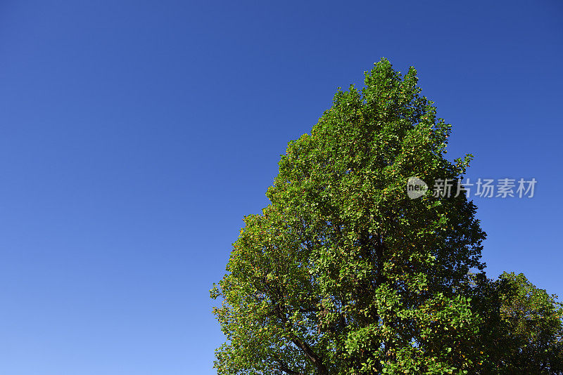 郁郁葱葱的大树映衬着晴朗的天空