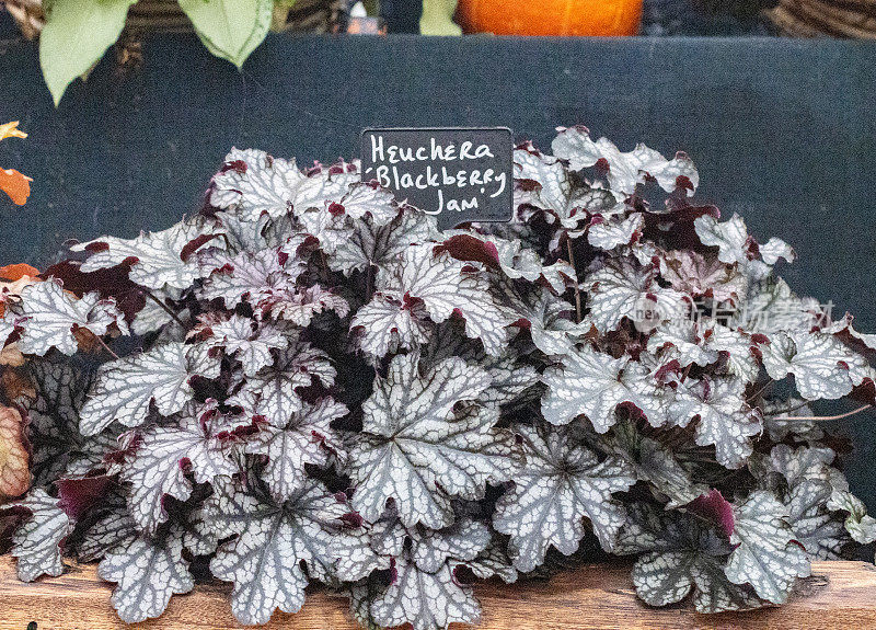英国伦敦的Heuchera“黑莓果酱”