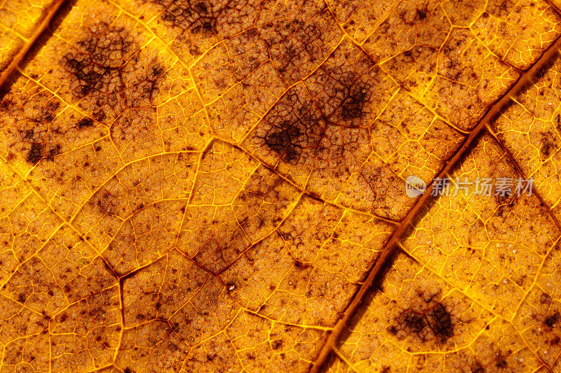 宏观的干燥的棕色秋叶表面，有脉和黑点