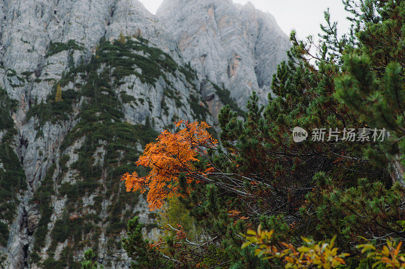 高山荒野的秋景