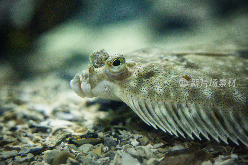 挪威大型水族馆中的鱼类:比目鱼比目鱼