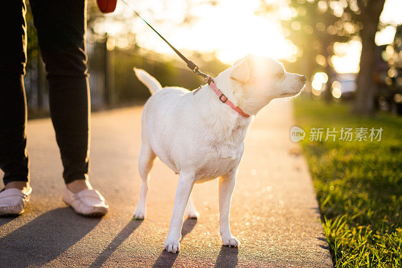 日落时遛狗的女人