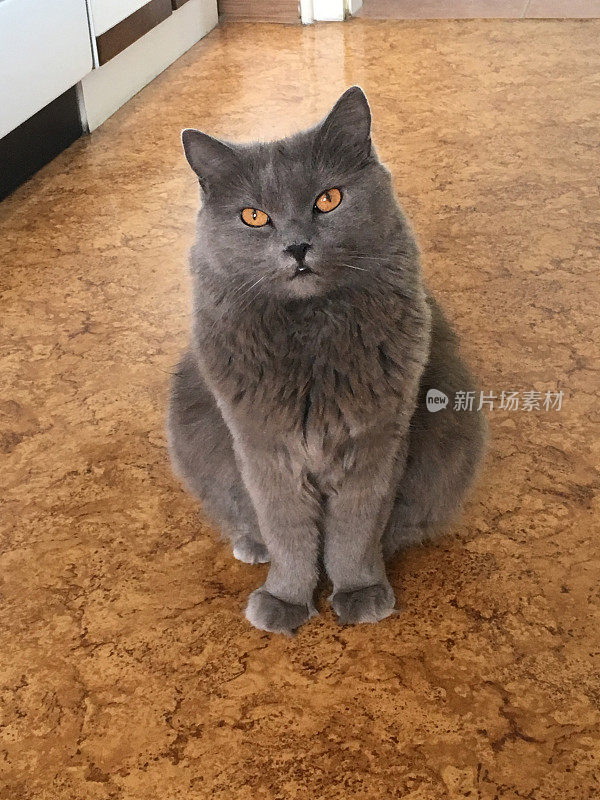 可爱的Chartreux猫坐在厨房里