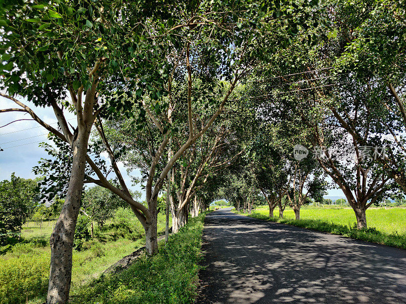 生机盎然的春景，柏油路连接乡间地区，大树覆盖的道路像树隧道一样。印度卡纳塔克邦古尔巴尔加公路两侧的农田。