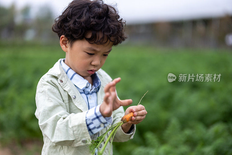 男孩在农田里摘东西