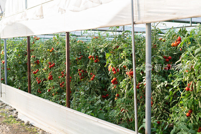 农业大棚种植番茄蔬菜。