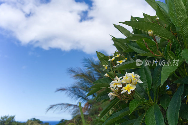 Plumeria,毛伊岛