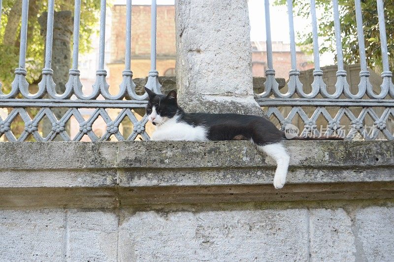 东方短毛猫在石块街的窗台上