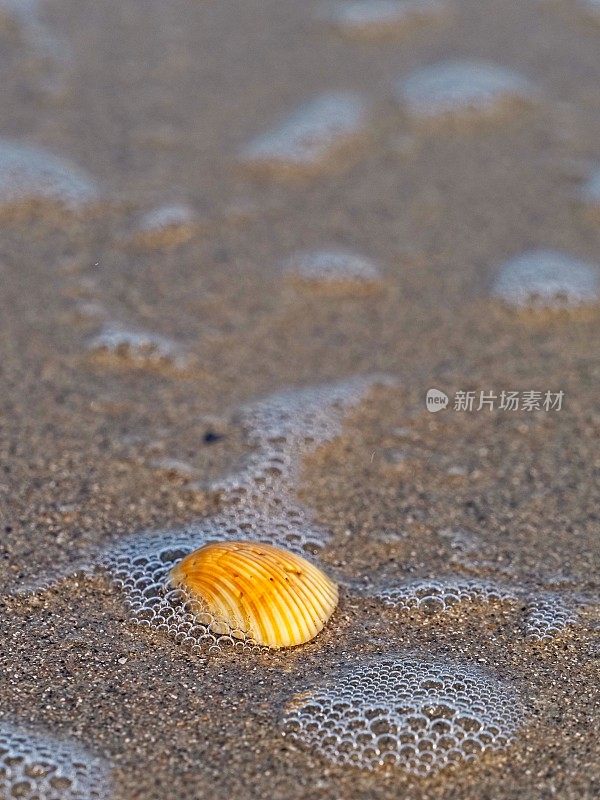 海浪冲刷海滩后，一个贝壳紧紧地抱在沙子上，这是一种毅力的概念