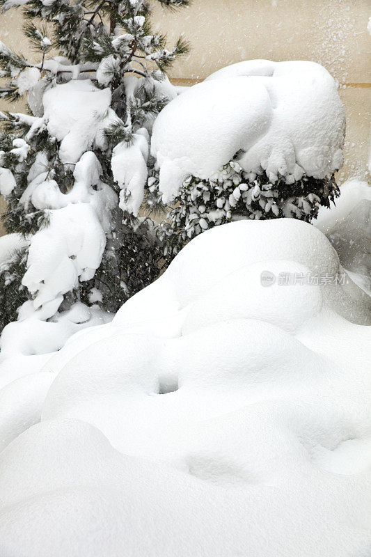 光滑的雪表面与小凸起的树