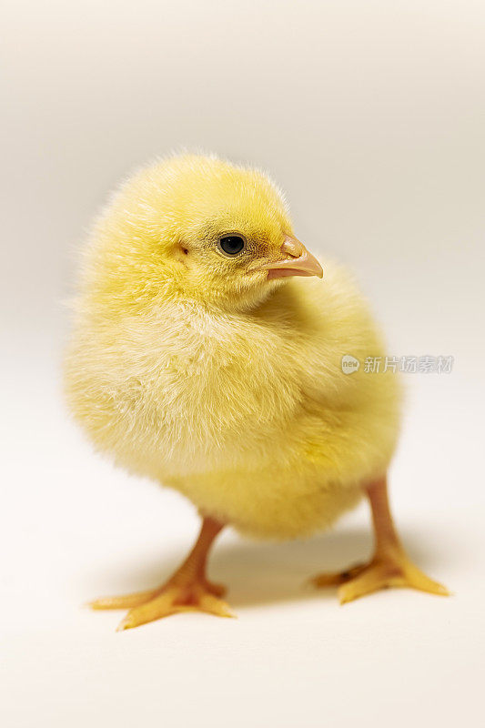 可爱的黄色普利茅斯岩石小鸡