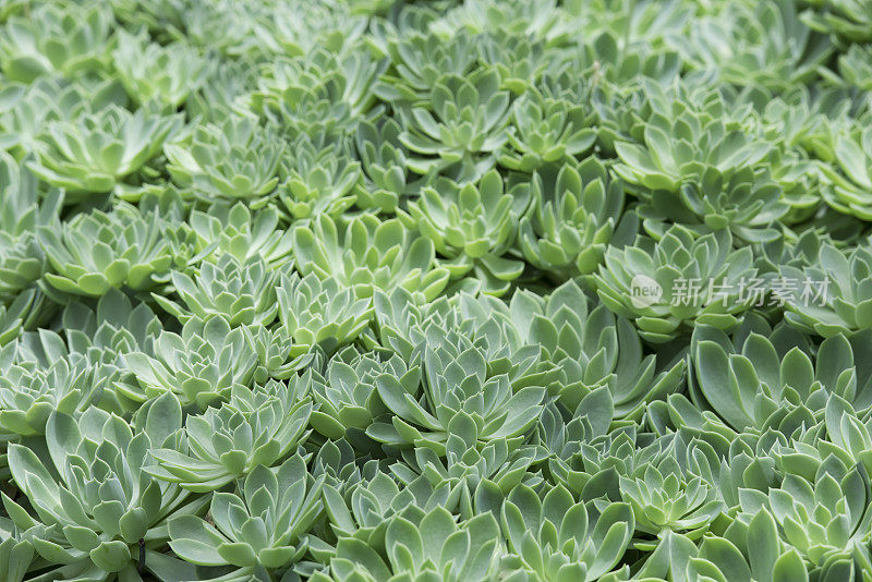 热带莲座状肉质植物，产于热带雨林