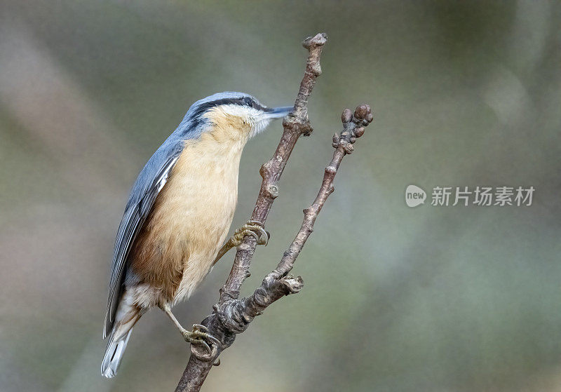 在树上什么也没有