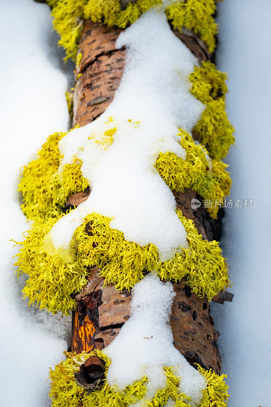 倒下的树既有雪又有苔藓。