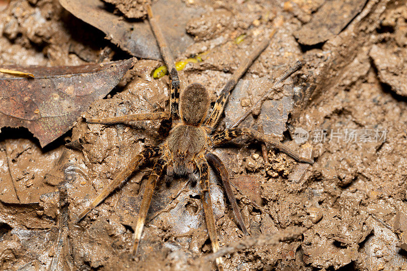 钓鱼蜘蛛的雌性，鲁夫斯钩虫。哥斯达黎加