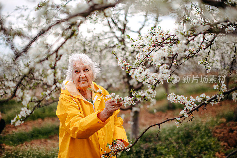 老夫妇在春天