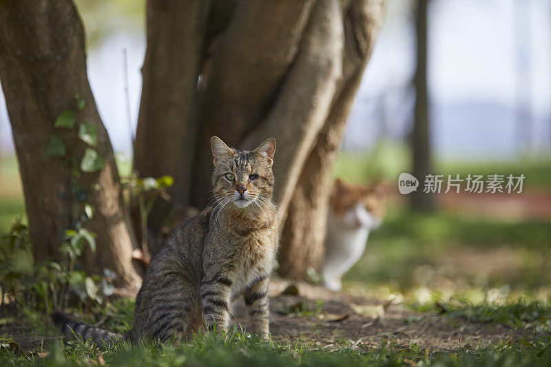 一只独眼残疾的流浪猫，和一个朋友坐在公园的绿草地上