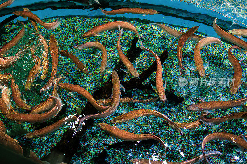 水族箱中的龙鱼特写镜头