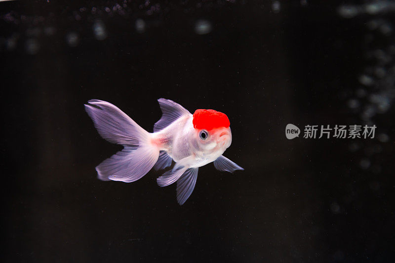 金鱼水族馆。黑色背景的金鱼