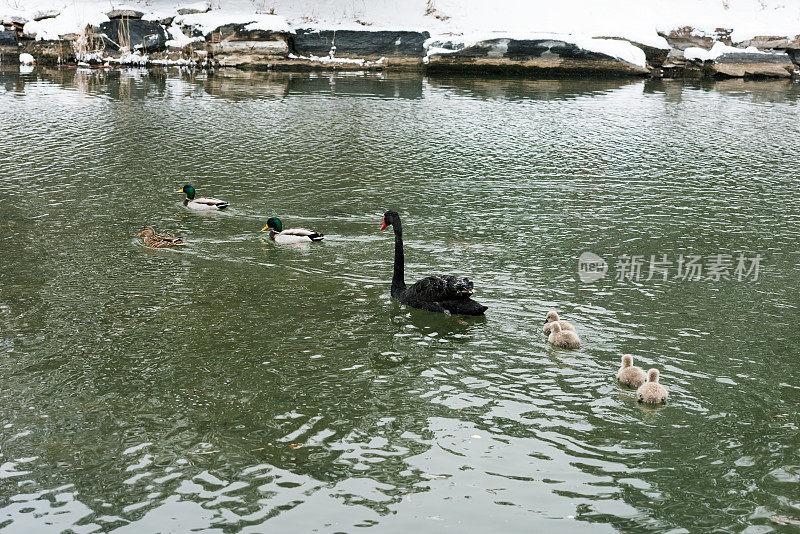 黑天鹅和他们的小天鹅在池塘里游泳