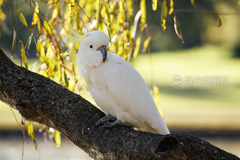硫冠凤头鹦鹉，树上的仙人掌
