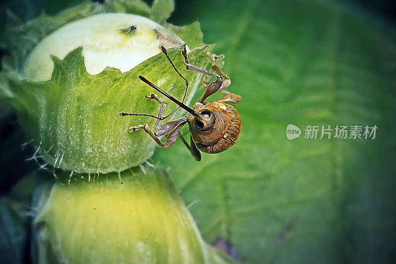 象鼻虫甲虫昆虫