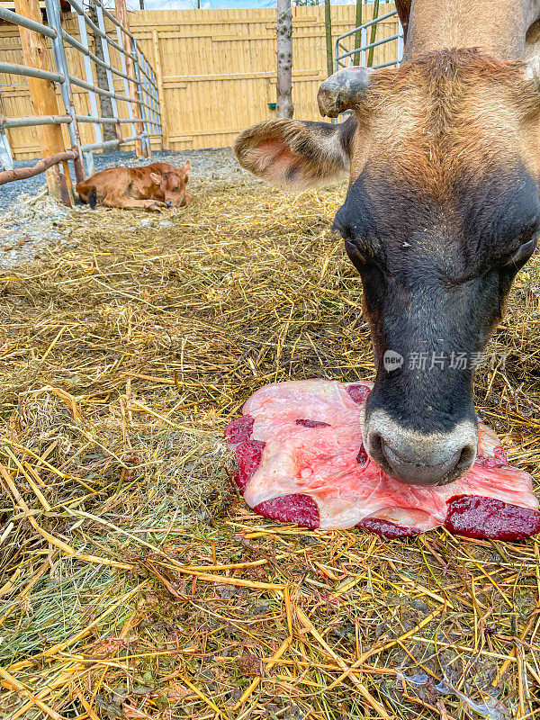 牛吃胎盘