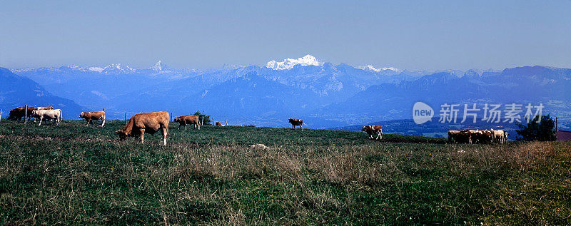 瑞士的一个奶牛牧场，后面是欧洲的阿尔卑斯山