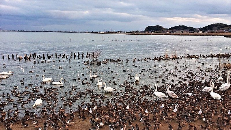 日本。1月。日落前的天鹅湖。