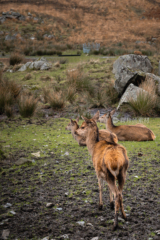 苏格兰乡村的三只马鹿幼鹿