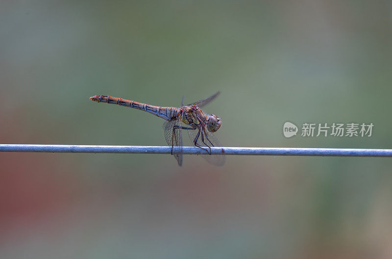 飞镖蜻蜓(黄纹蜻蜓)